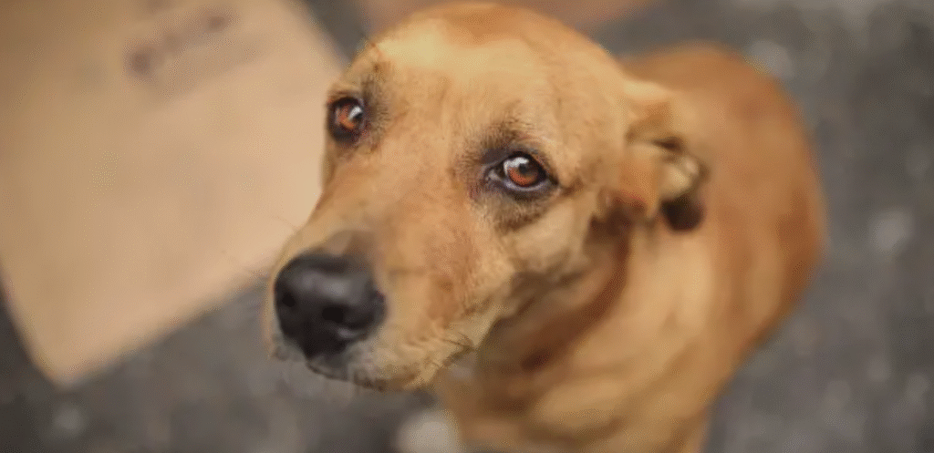 New Delhi Street Dogs Ban