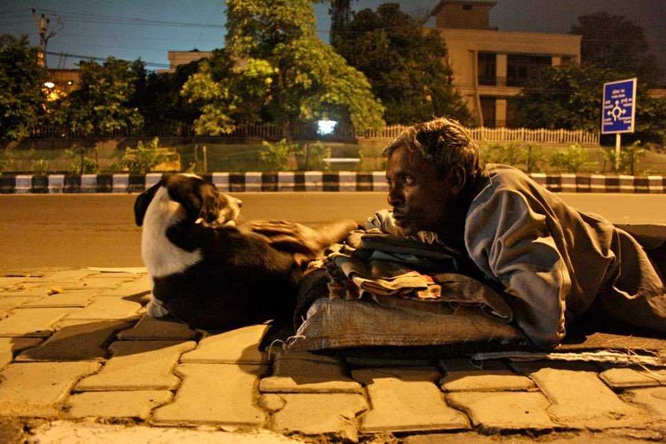 Street Dogs in Delhi