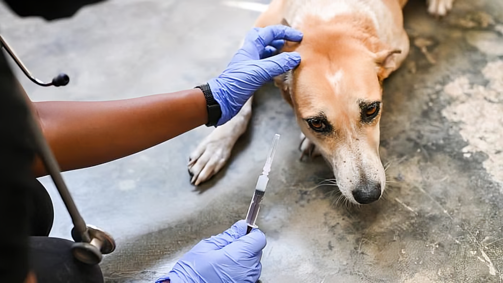 Street Dogs vaccinated for Rabies - as cases keep increasing